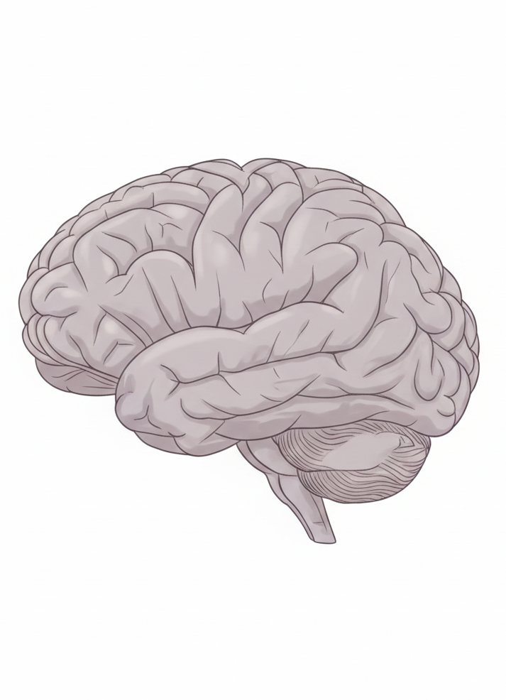 MaroBrain Cognitive Support Benefits